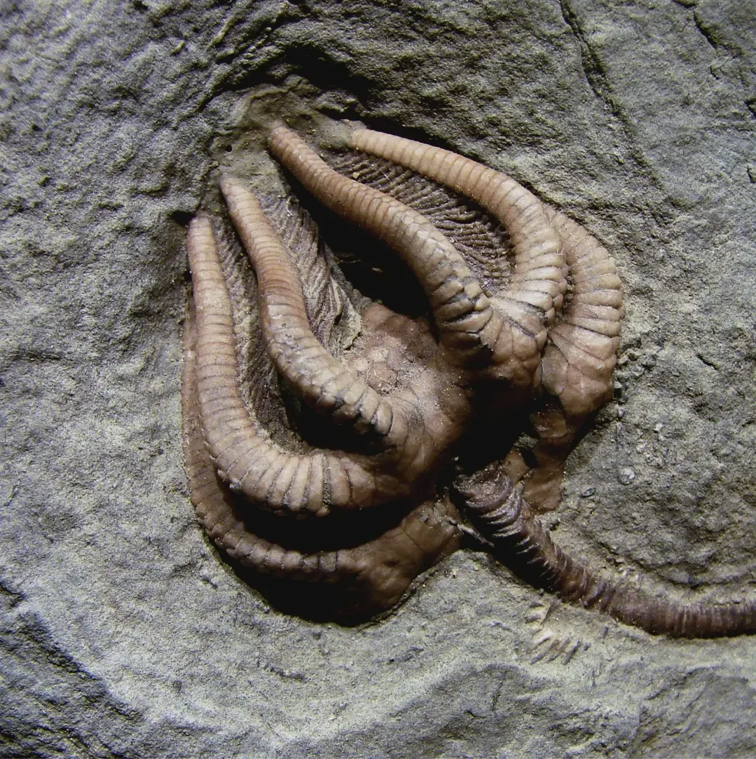 Krinoid fosili — kasa və qollar