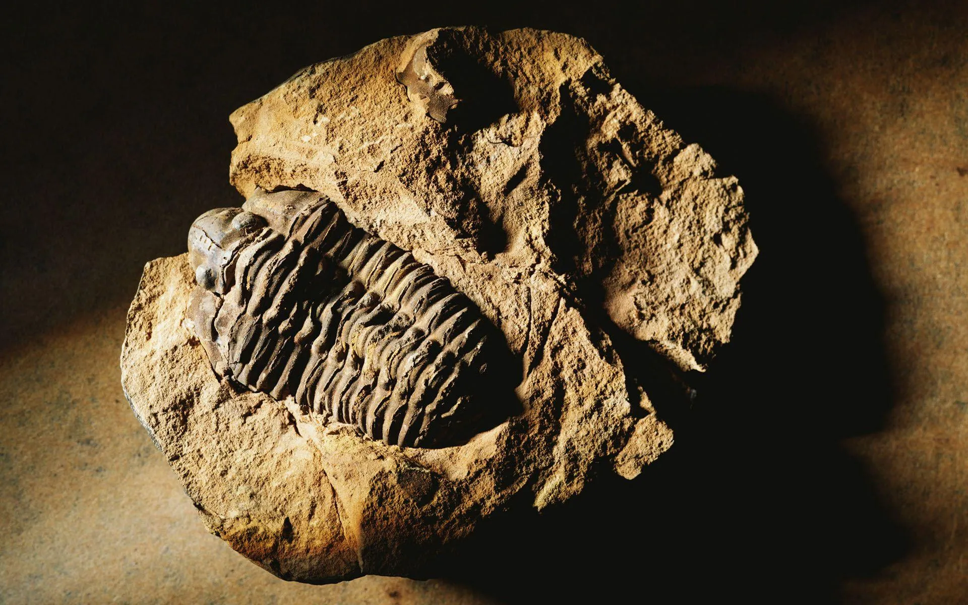 Qaya içində qorunmuş trilobit fosili — Paleozoy erasının dəniz buğumayaqlısı