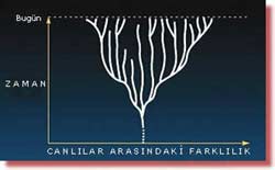 FOSİL QEYDLƏRİ TƏKAMÜL NƏZƏRİYYƏSİNİN ƏLEYHİNƏDİR. TƏKAMÜL NƏZƏRİYYƏSİNƏ GÖRƏ TƏBİƏT TARİXİFOSİL QEYDLƏRİNİN GÖSTƏRDİYİ 