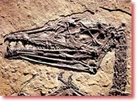 Ən qədim uçan sürünən növlərindən biri olan Eudimorphodon-un fosili. Şimali İtaliyada tapılan bü nümunə, təxminən 220 mi
