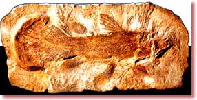 Əldə Selekantın sadəcə fosilləri olduğu halda, təkamülçü paleontoloqlar canlı haqqında həddidən artıq Darvinist fərziyyə