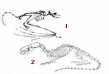 1-Bilinən ən qədim quş, Archaeopteruux 2-Bilinən ən qədim uçan sürünənlərdən biri olan və bu qrupun səciyəvi nümayədəsi
