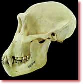 A.Afarensis və şimpanze Yuxarıda Australopithecus afarensis AL 444-2 fosilinin kəllə sümüyü, altda isə indi yaşayan şimp
