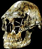 10 min illik Homo erectuslar 10 oktyabr, 1967-ci ildə Avstraliya Viktoriyadakı Kou Svamp gölü yaxınlığında tapılan bu ik