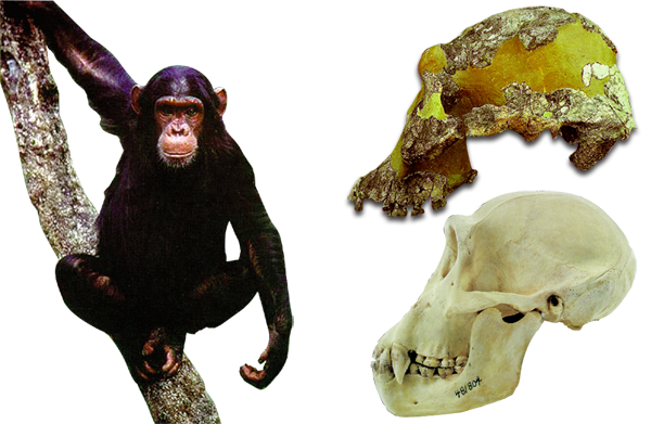 avstralopitek