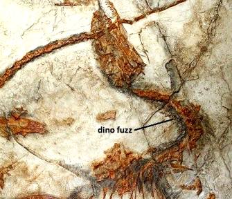 dino-fuzz