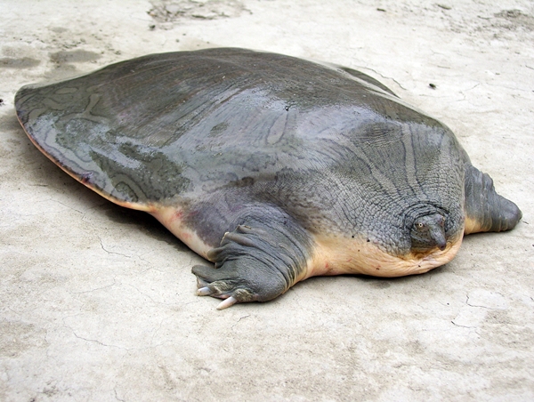 odontoxelis