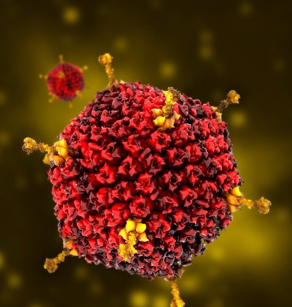 virus