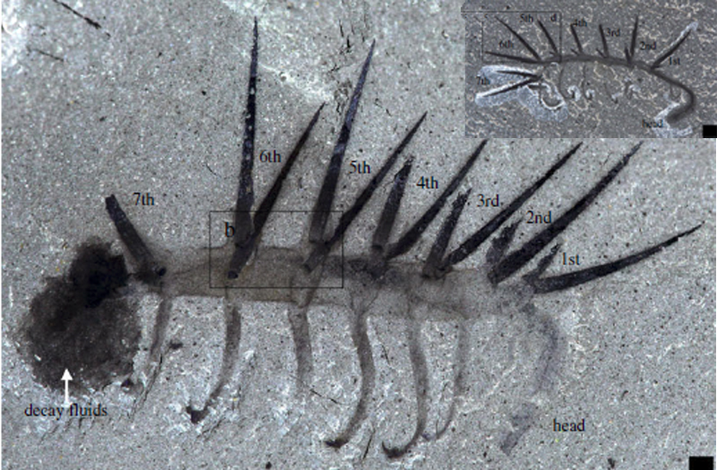 Hallucigenia