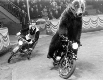 milliazacavab-4
