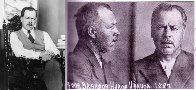vavilov